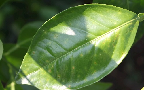 葉面積分析儀有什么作用？葉面積儀更好的分析植物長勢