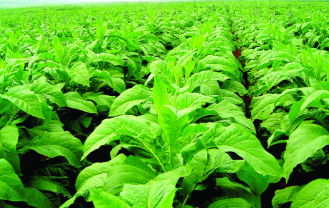 土壤溫度測定儀多錢一臺？土壤溫度測定儀的型號規(guī)格