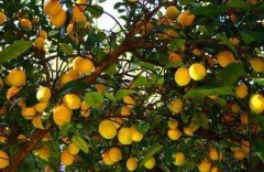 農(nóng)藥殘留快速分析儀降低大英白檸檬農(nóng)殘風險